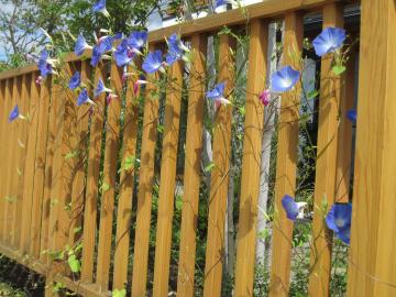 花の絡む木製フェンス