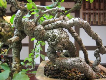 アケビの盆栽