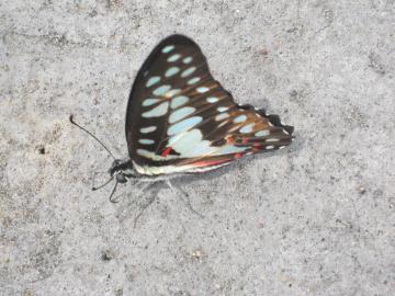 ボルブドールで見た　蝶