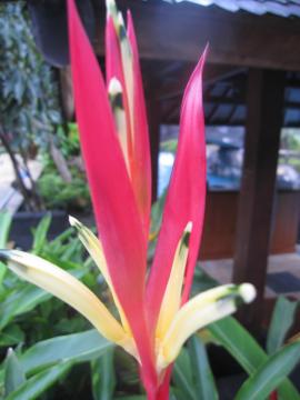 インドネシアの花