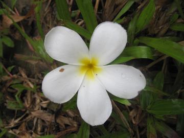 インドネシアの花