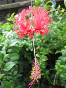 インドネシアの花