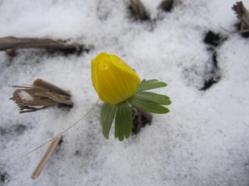 雪の中で咲き　黄色い花