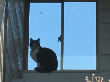窓際の猫