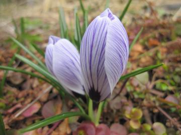 春の庭　サフラン紫