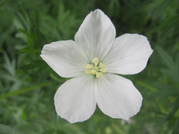 白い花のフウロソウ