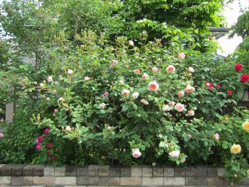 南側ウッドフェンスの薔薇