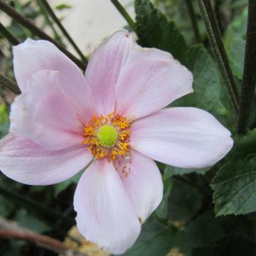 シュウメイギクのピンクの花