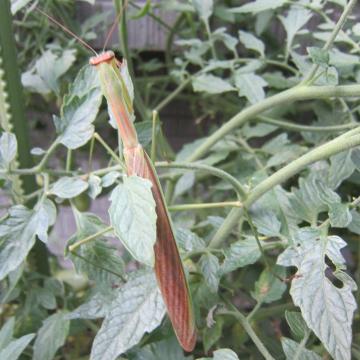 カマキリ