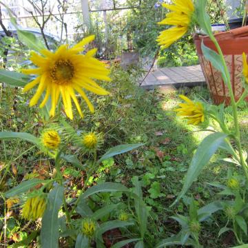 黄色の花