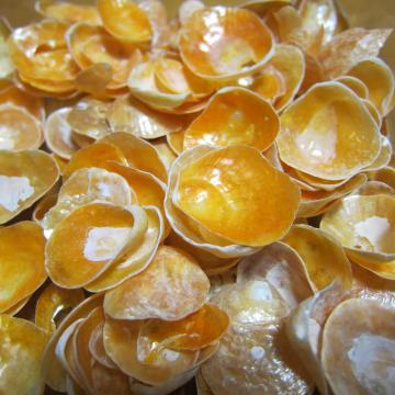 オレンジ色の貝殻