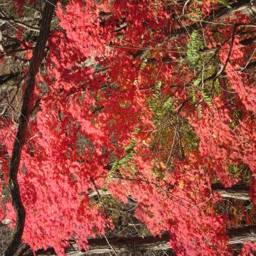 やまもみじの紅葉