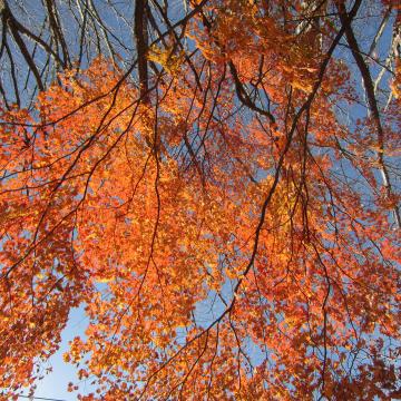 山紅葉の紅葉