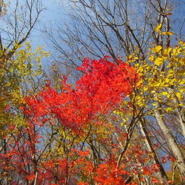 山紅葉の紅葉