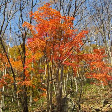 山紅葉の紅葉