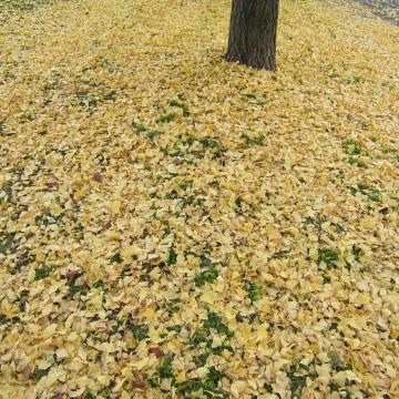 銀杏の紅葉