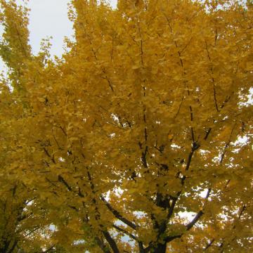 銀杏の紅葉