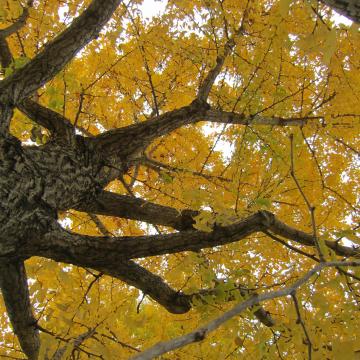 銀杏の紅葉