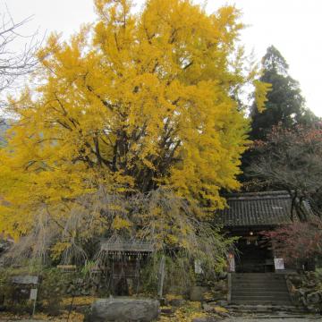 刈田薬師の銀杏