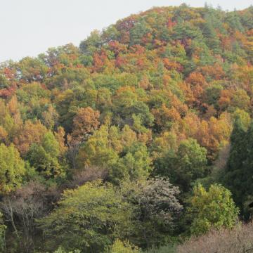 里山の紅葉