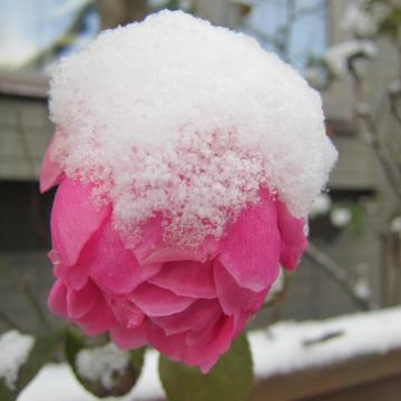 薔薇に積った雪
