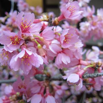 おかめ桜のピンクの花