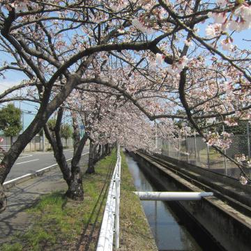 焼津の桜