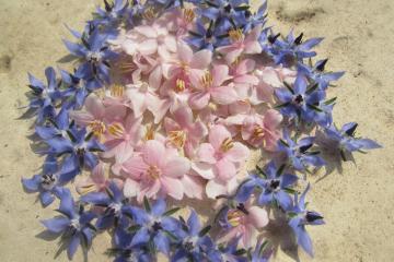 ボリジ&エゴの花