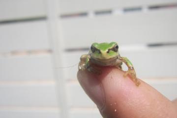 指先の蛙