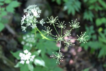 花火のような花