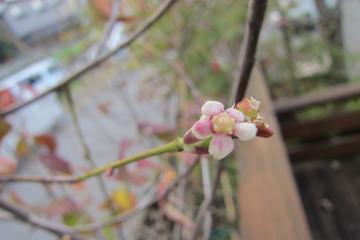 ツリバナの花