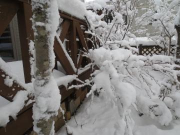 樹の枝の雪