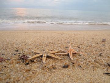 ペナンの浜