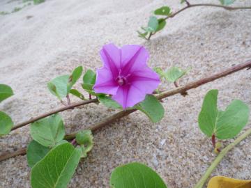 浜の花