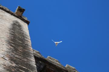 青空を飛ぶ　白い鳩