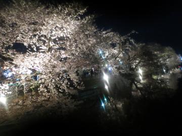 夜桜