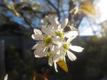 ジュンベリーの花