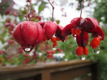 雨に濡れた　ツリバナの赤い実