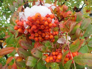 ななかまどの実に雪