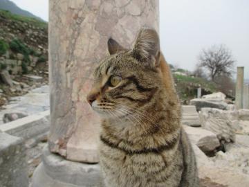 エフェソス遺跡の猫