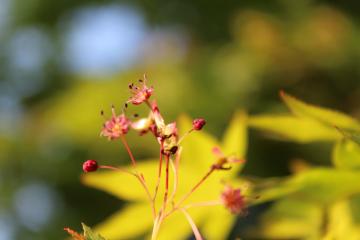 イロハモミジの花