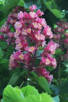 マロニエの花