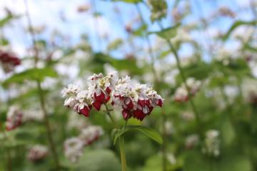 蕎麦の花