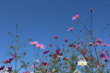 コスモスの花