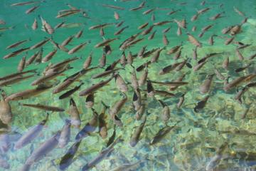 プリトビッチェ湖群国立公園の魚たち