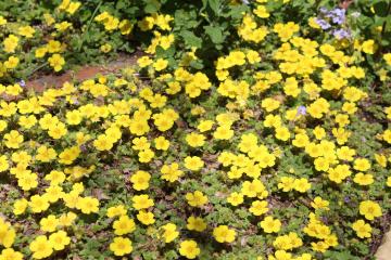 地面を這う黄色の花