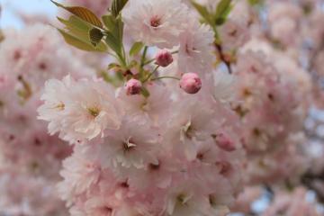 山王島　桜