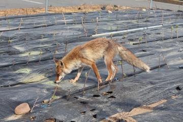 野キツネと遭遇