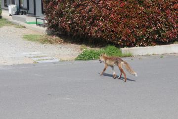 野キツネと遭遇