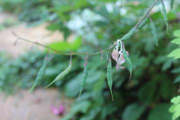 タイツリソウの種